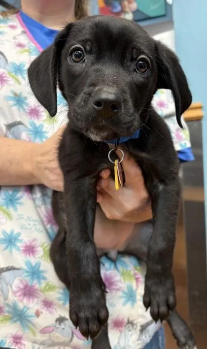 A baby large-sized female Mixed Breed dog named Darcy for adoption in Stanwood, WA