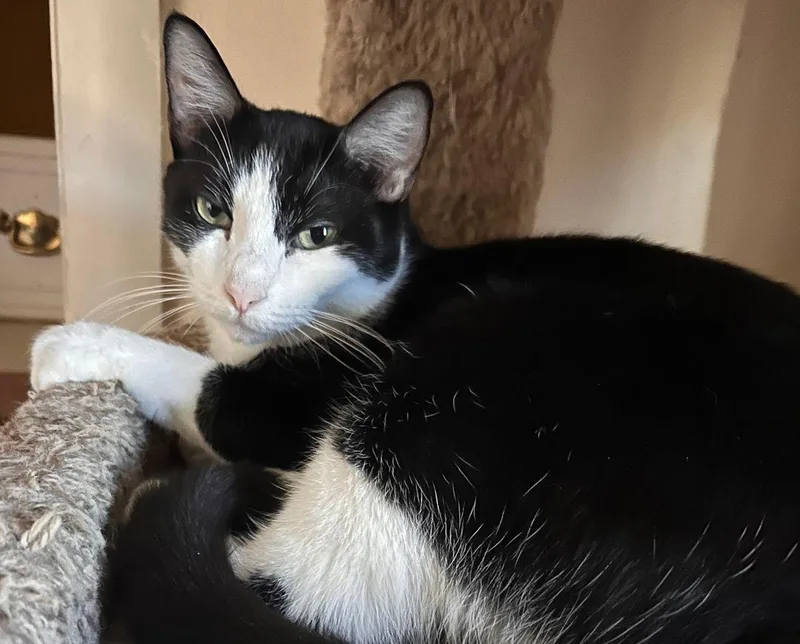 A young medium-sized male Domestic Short Hair cat named Diamond for adoption in East Hartford , CT