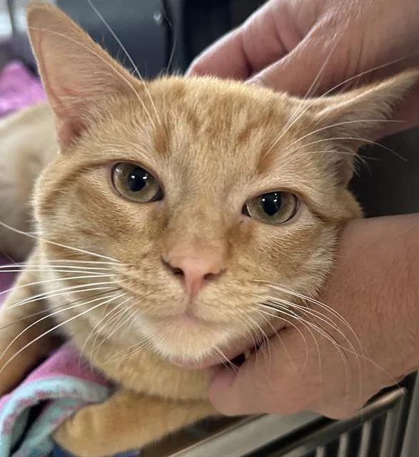 A young small-sized male Domestic Short Hair cat named Stewart for adoption in Santa Cruz, CA