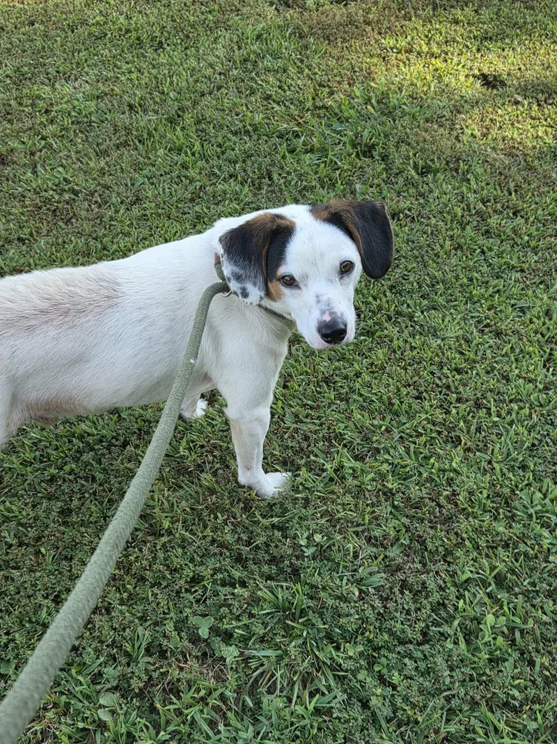 An adult small-sized male Beagle dog named Hudson for adoption in Poland, IN