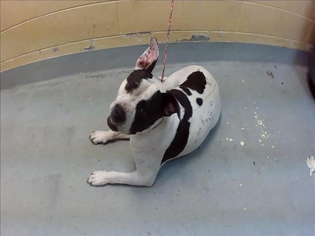 An adult medium-sized female Pit Bull Terrier dog named Elote for adoption in Tulsa, OK