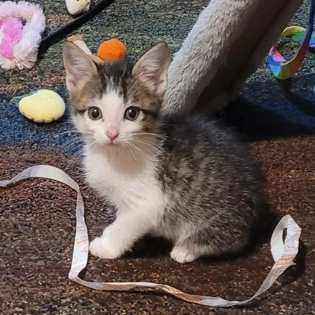A baby small-sized male Gray / Blue / Silver Domestic Short Hair cat named Alvin for adoption in FAIRWAY, KS