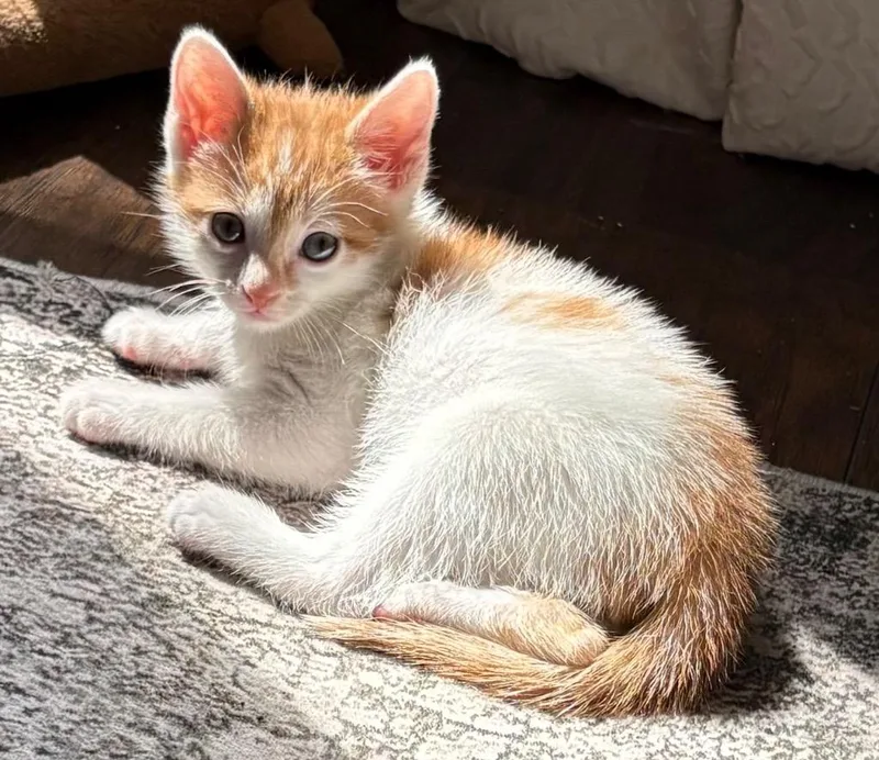 A baby small-sized male Domestic Short Hair cat named Cheep Cheep for adoption in Lewisville, TX