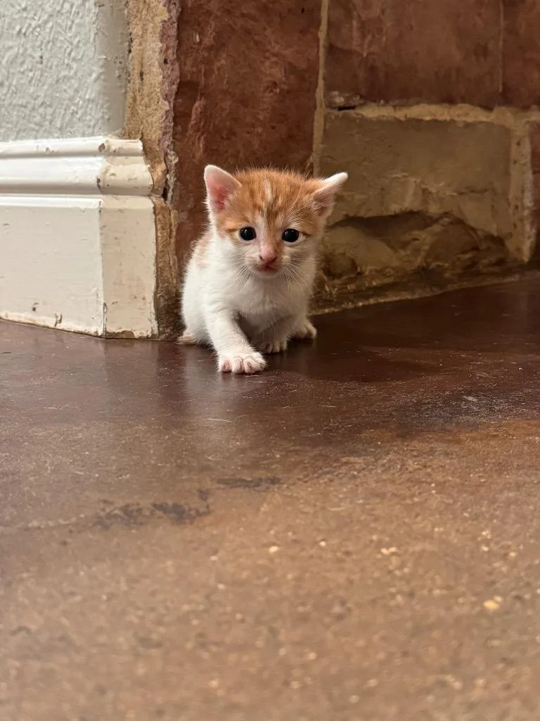 Cheep Cheep thumbnail 2