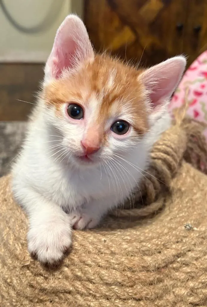 Cheep Cheep thumbnail 3