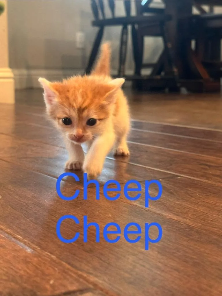 Cheep Cheep thumbnail 4