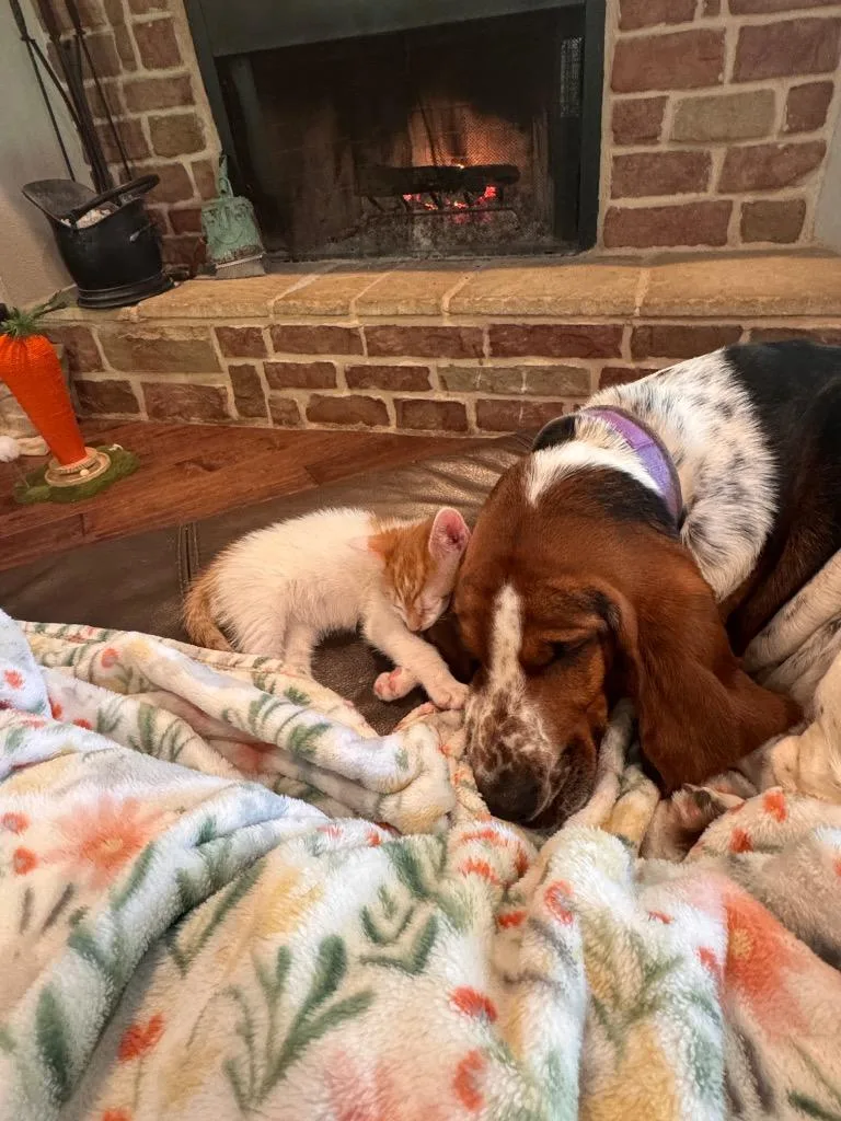 Cheep Cheep thumbnail 5