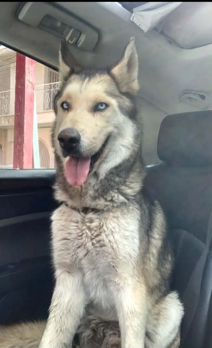 A young medium-sized male Husky dog named Atlas for adoption in Gregory, TX