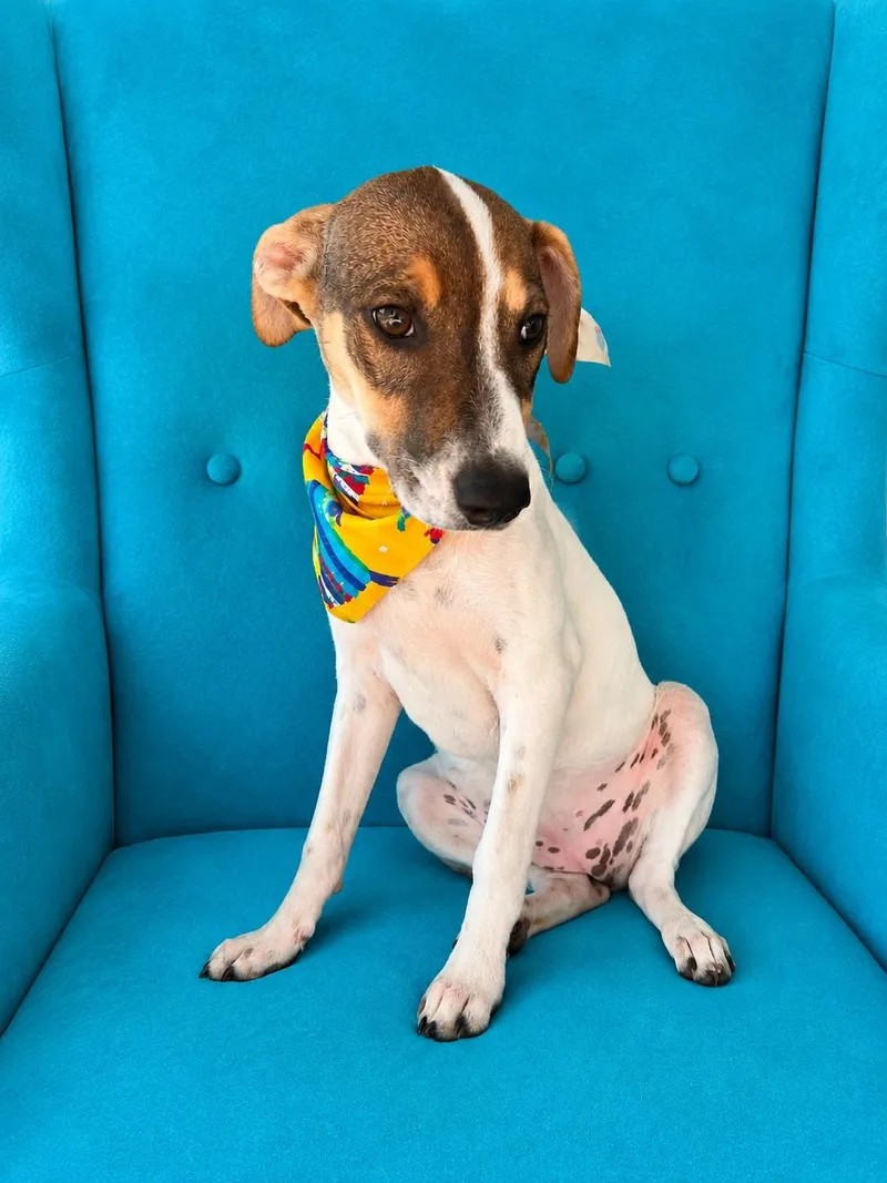 A baby medium-sized female White / Cream Greyhound dog named Hennessy for adoption in Poway, CA