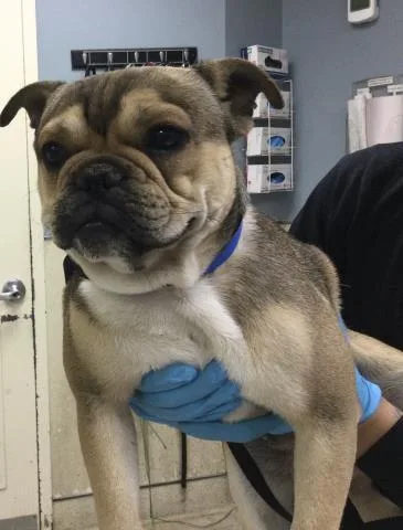 A young small-sized male French Bulldog dog named Noah for adoption in Riverside, CA