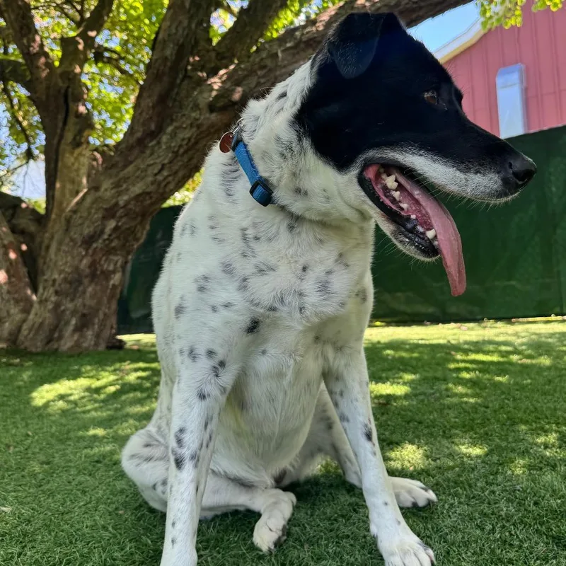An adult large-sized female Black Mixed Breed dog named Oakley for adoption in Saint Charles, MO