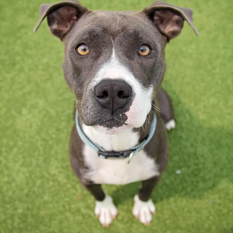 An adult medium-sized female Gray / Blue / Silver Terrier dog named Nicki Minaj for adoption in Mooresville, NC