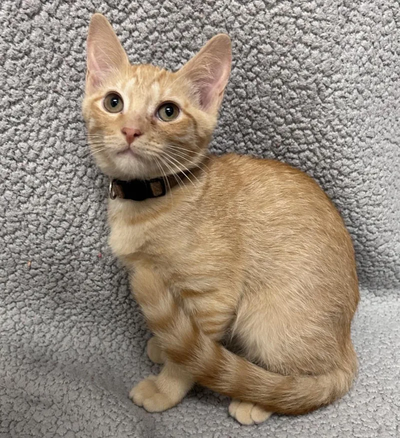 Oak