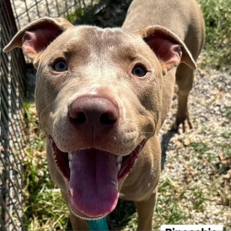 An adult medium-sized male Yellow / Tan / Blond / Fawn Pit Bull Terrier dog named Pinocchio for adoption in Aledo, TX