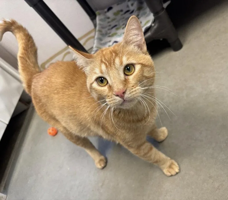 A young medium-sized male Orange / Red Domestic Short Hair cat named Jasper for adoption in Emmett, ID