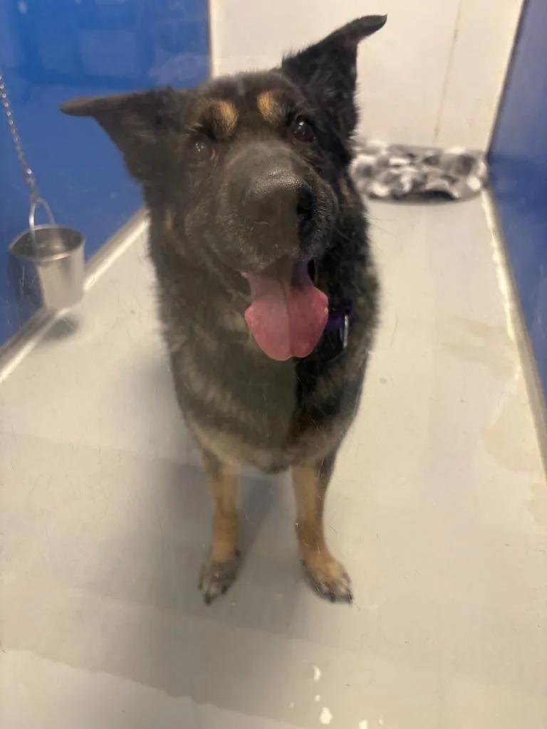An adult large-sized female German Shepherd Dog dog named Zoey for adoption in New Kensington, PA