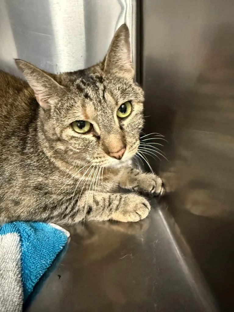 An adult small-sized female Domestic Short Hair cat named Sadie for adoption in Thousand Oaks, CA