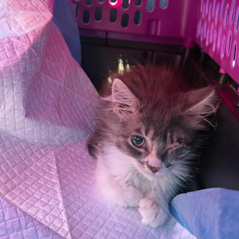 A baby small-sized female Domestic Long Hair cat named Bubbles for adoption in Ferndale, WA
