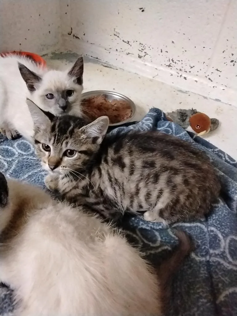 A baby small-sized female Domestic Short Hair cat named Jiwoo for adoption in Ada, OK