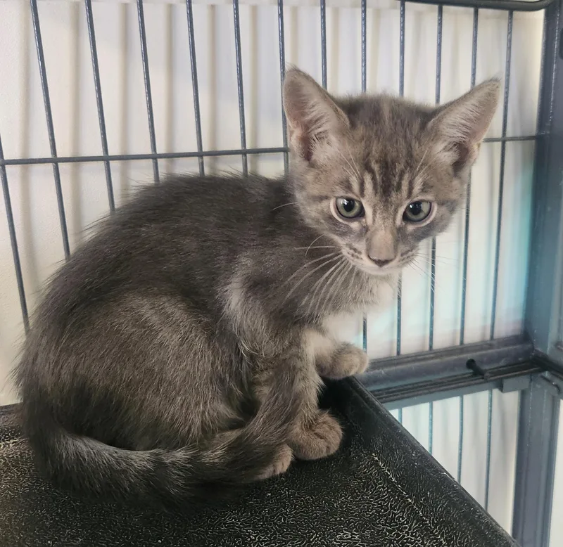 A baby small-sized male Tabby (Gray / Blue / Silver) Domestic Short Hair cat named Clint for adoption in Yarnell, AZ
