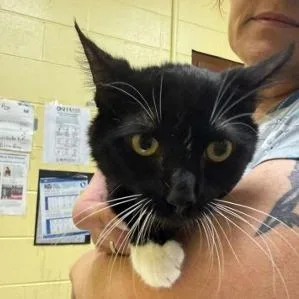 A young medium-sized male Black Domestic Short Hair cat named Cosmo for adoption in New York, NY