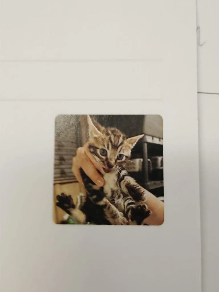 A baby small-sized male Domestic Short Hair cat named Fuji for adoption in Republic, MO