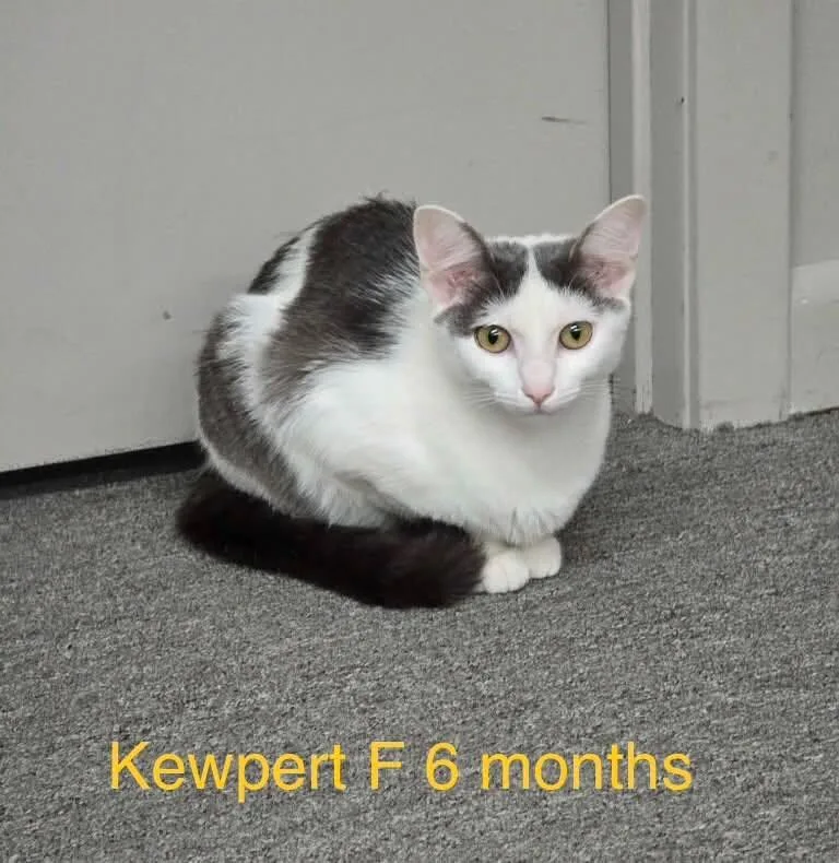 A young medium-sized female Black Domestic Short Hair cat named Kewpert for adoption in Fort Payne, AL