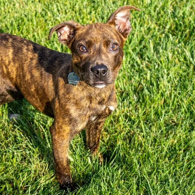 A young small-sized female Pit Bull Terrier dog named Crinkle Cut Fry for adoption in St. Louis, MO