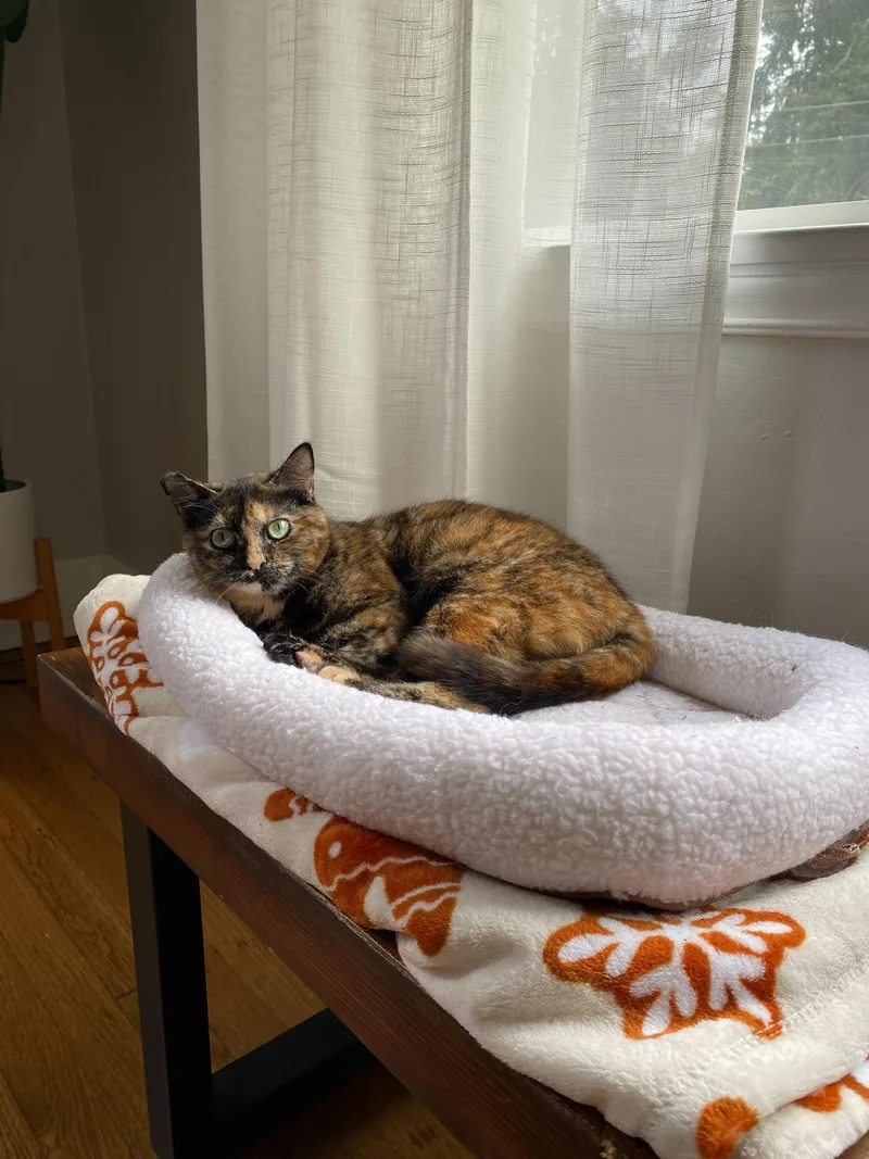 A baby medium-sized female Gray & White Domestic Short Hair cat named Tina And Louise for adoption in Seattle, WA