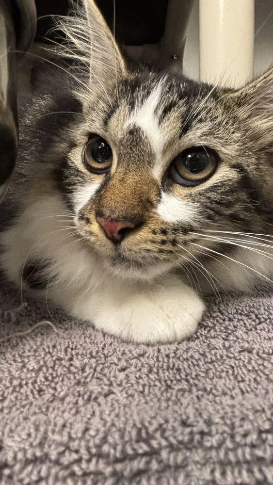 A baby small-sized female Black & White / Tuxedo Domestic Long Hair cat named Penny for adoption in Bowling Green, OH