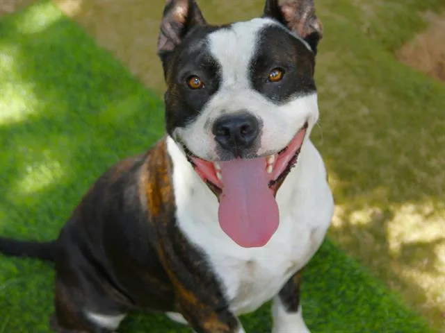 A young large-sized male American Staffordshire Terrier dog named Mulder for adoption in Tallahassee, FL