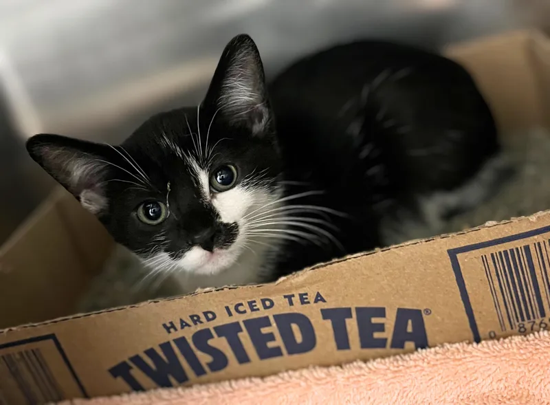 A baby medium-sized female Black & White / Tuxedo Domestic Short Hair cat named Skipper for adoption in Seville, OH