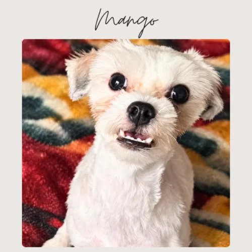 Mango