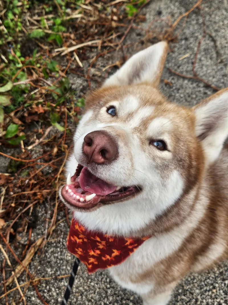 An adult medium-sized male Husky dog named Kiko for adoption in Mokena, IL