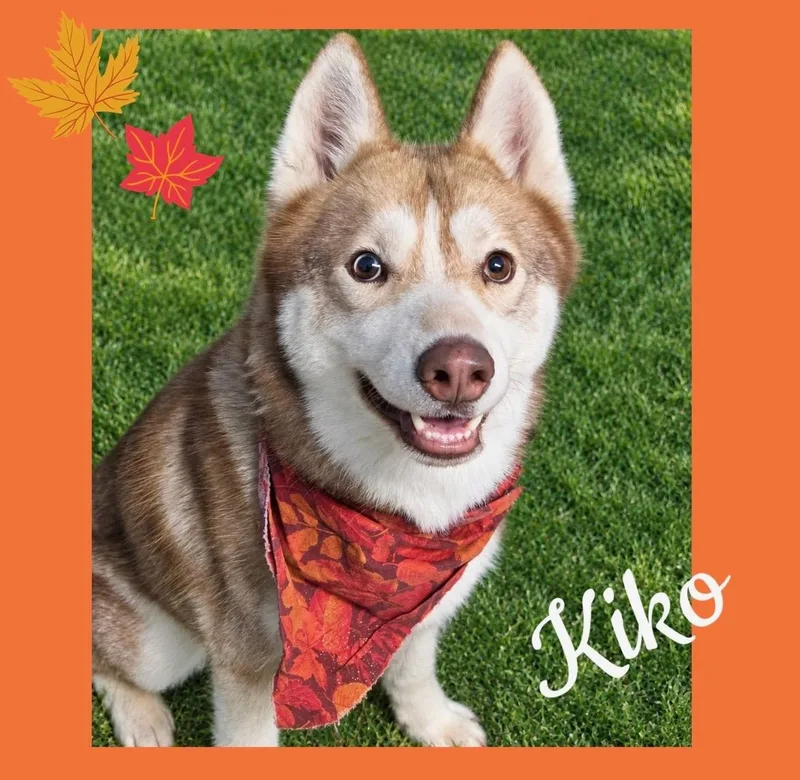 Kiko thumbnail 5