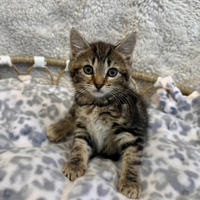 A baby small-sized female Brown / Chocolate Domestic Short Hair cat named Amy for adoption in Medford, OR
