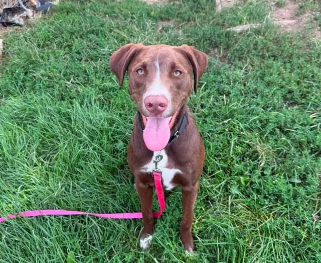 A young medium-sized male Labrador Retriever dog named Ruger for adoption in Omaha, NE