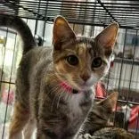 A young medium-sized female Calico Domestic Short Hair cat named Tootsie for adoption in Portsmouth, OH