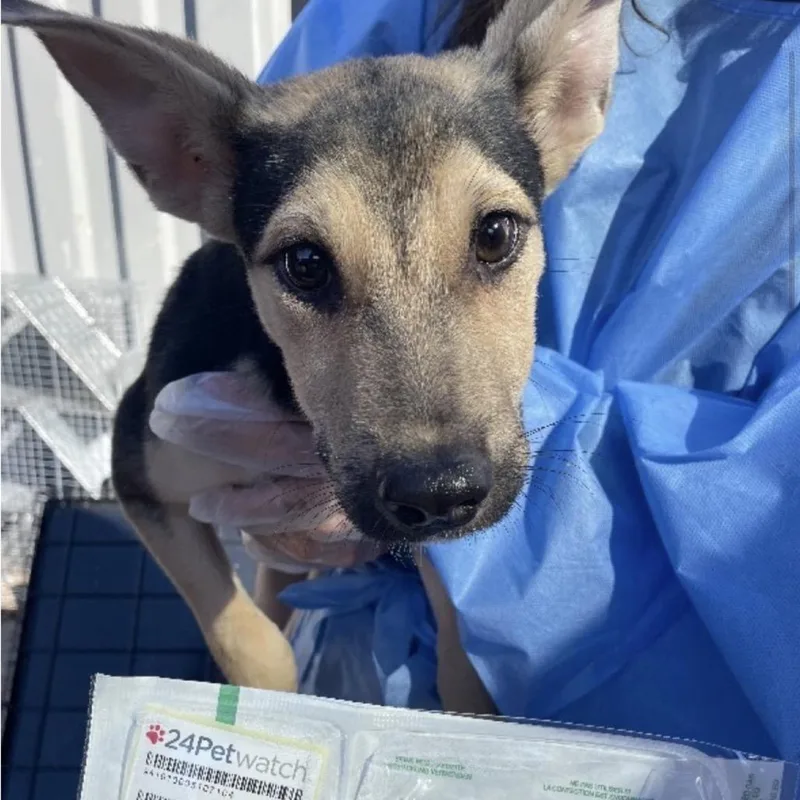 A baby large-sized male German Shepherd Dog dog named Noah for adoption in Farmersville, OH