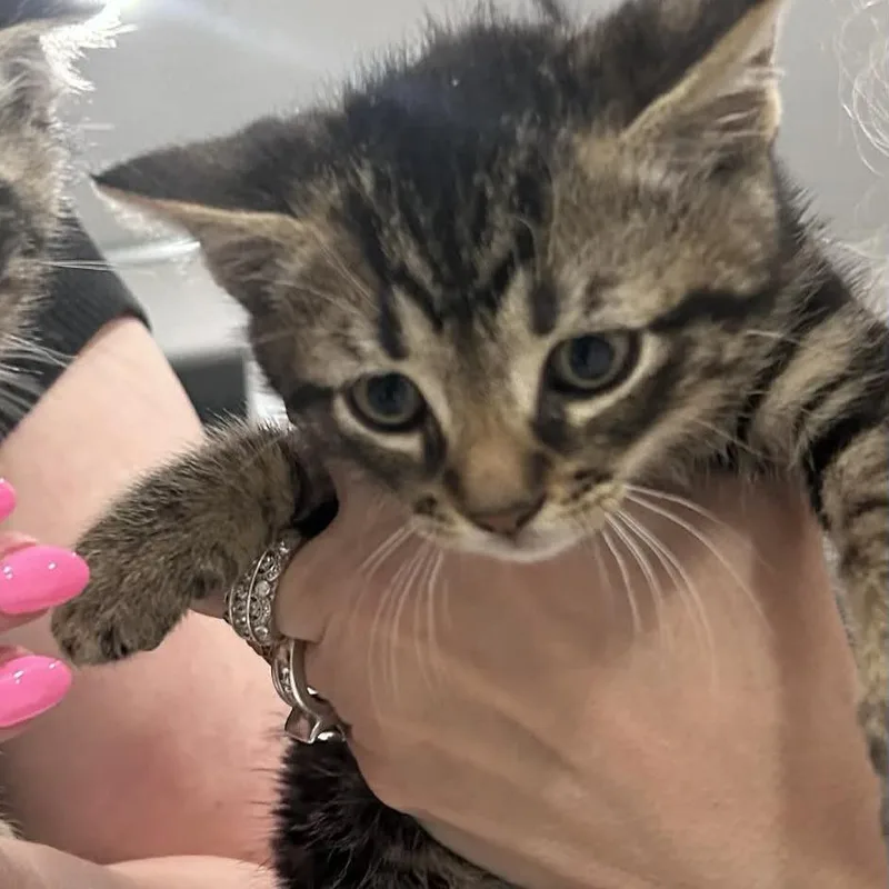 A baby small-sized male Brown / Chocolate Domestic Short Hair cat named Chip for adoption in Ephrata, PA
