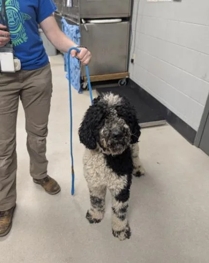 A young medium-sized male Poodle dog named Bambam for adoption in Watertown, WI