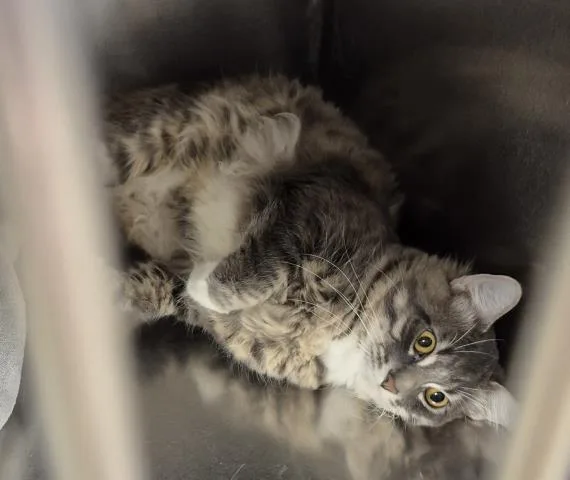 Roofus