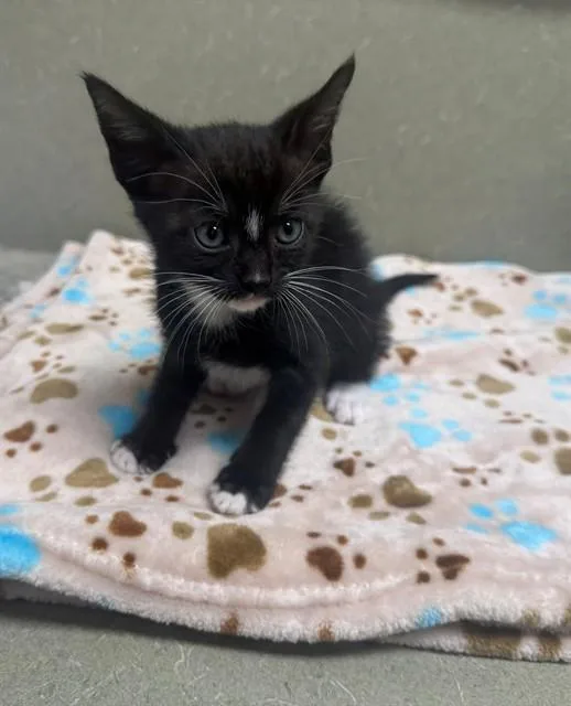 A baby small-sized male Domestic Short Hair cat named A for adoption in Moreno Valley, CA