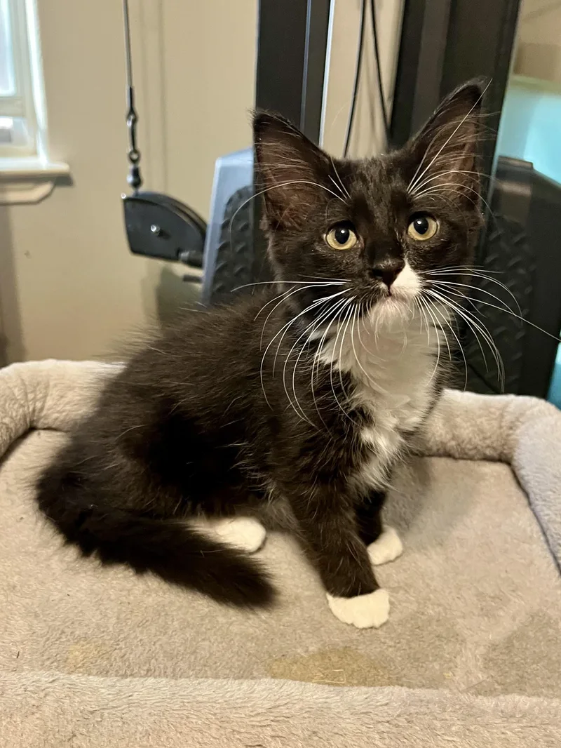 A baby small-sized female Black & White / Tuxedo Domestic Medium Hair cat named Savanna CR for adoption in Schertz, TX