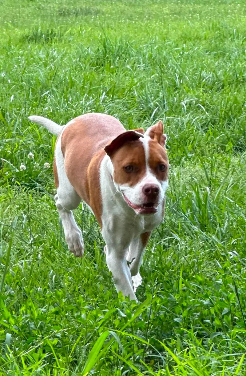 A baby medium-sized female Pit Bull Terrier dog named May Leigh for adoption in Germantown, OH