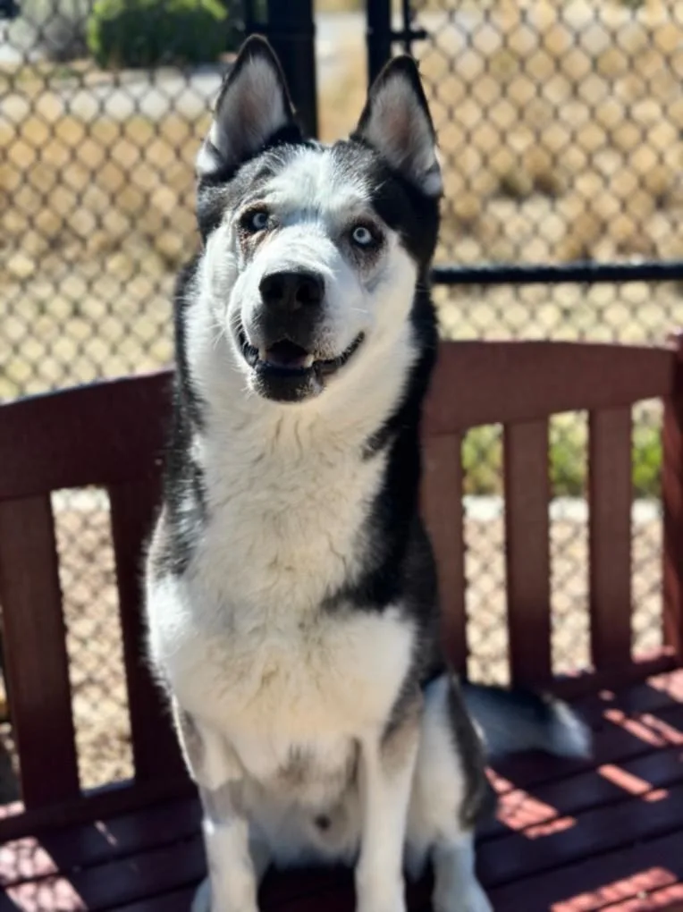 An adult medium-sized male Siberian Husky dog named Mylo for adoption in Loveland, CO