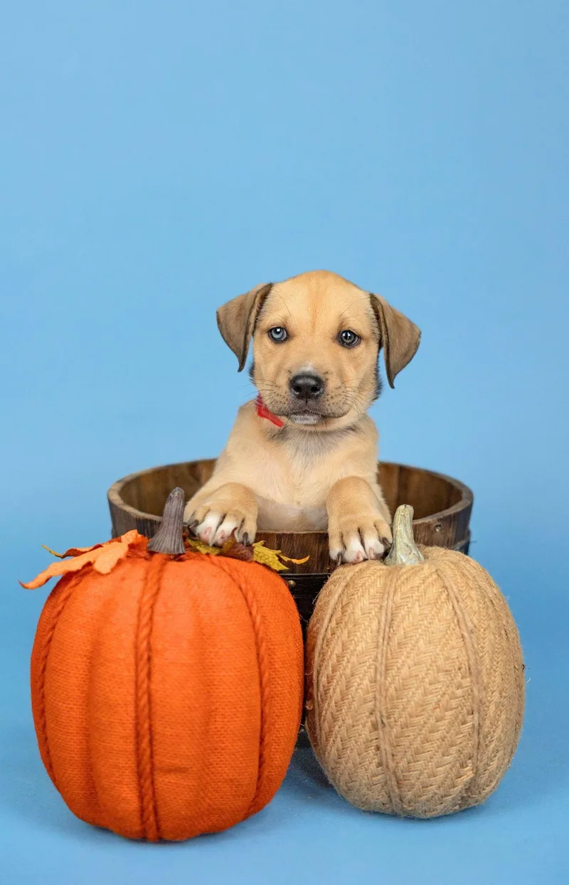 A baby medium-sized female Shepherd dog named 831-26 for adoption in Brighton, CO