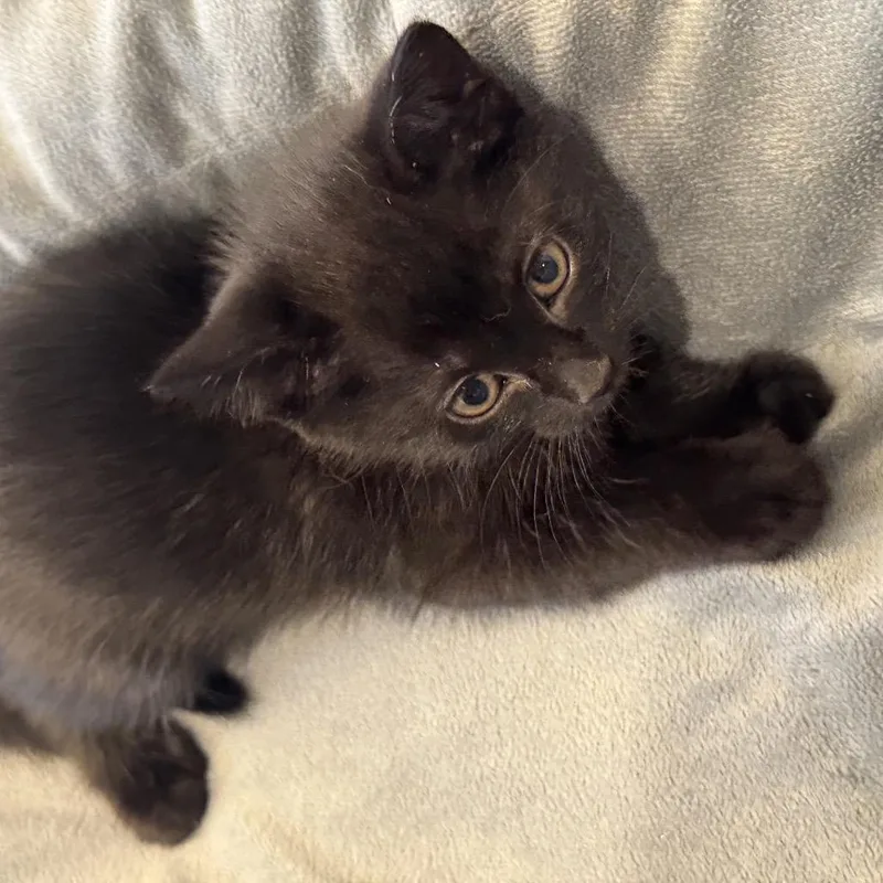 A baby small-sized male Black Domestic Short Hair cat named Yertle The Turtle for adoption in Boerne, TX