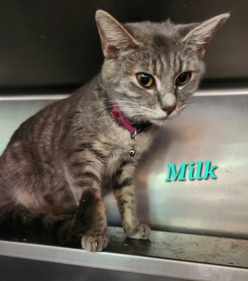 Milk