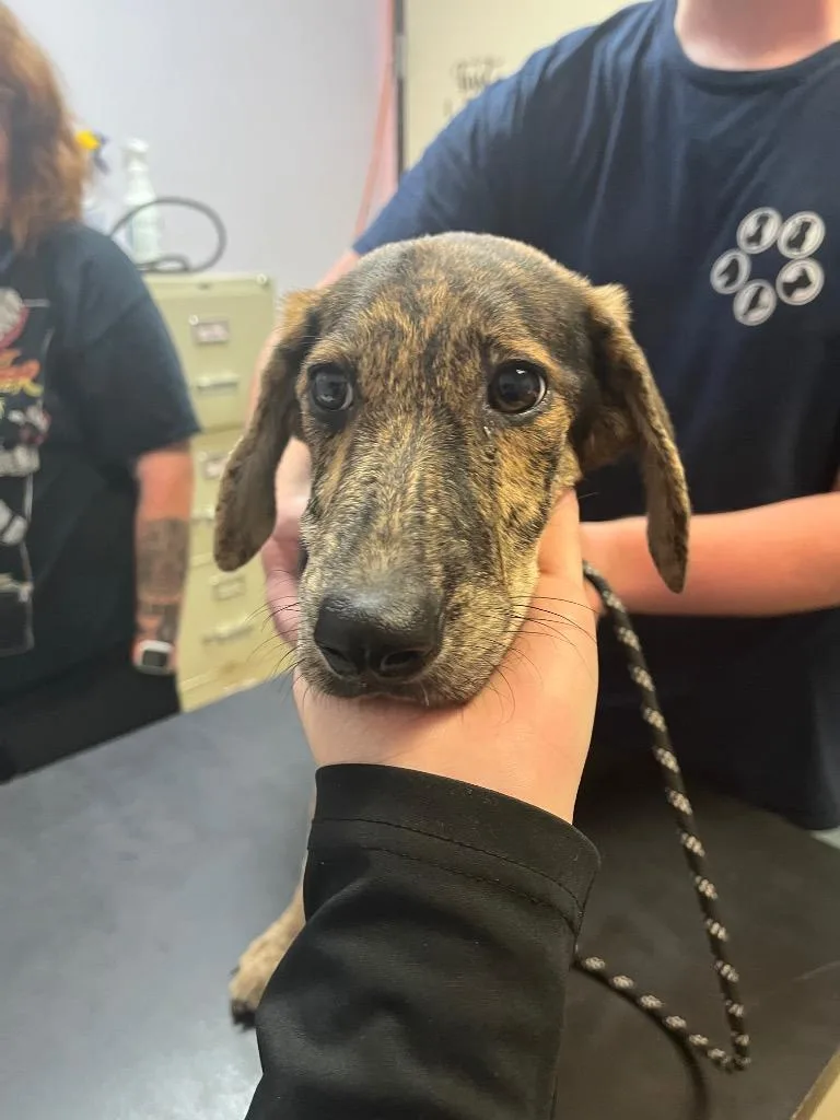 A baby small-sized male Shepherd dog named Snickerdoodle for adoption in New Braunfels, TX